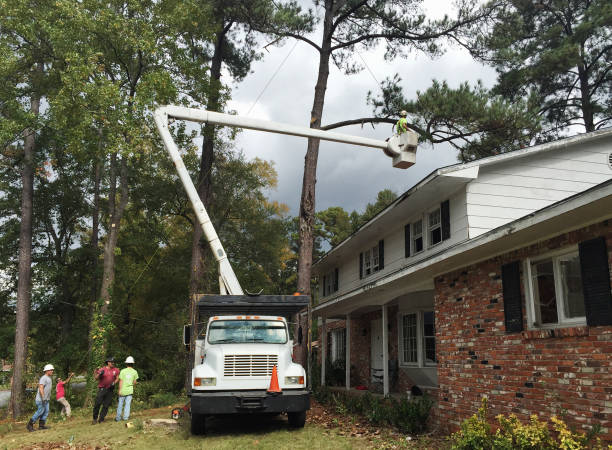 How Our Tree Care Process Works  in  Clayton, CA