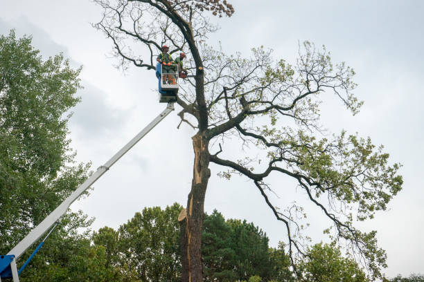 Professional Tree Care in Clayton, CA