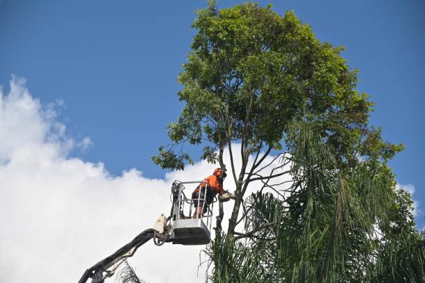 Best Tree Disease Treatment  in Clayton, CA