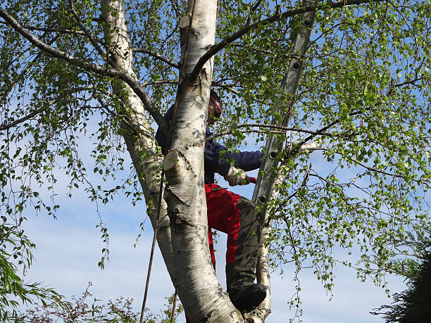 Best Fruit Tree Pruning  in Clayton, CA
